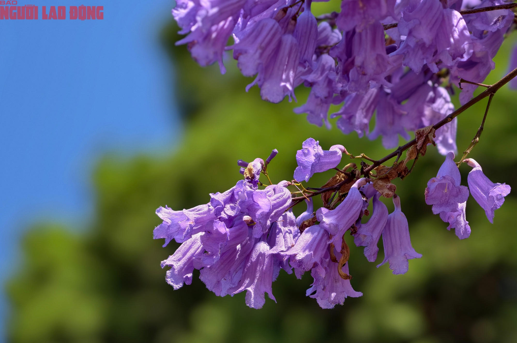 Phượng t&iacute;m bung nở, Đ&agrave; Lạt n&ecirc;n thơ hơn bất k&igrave; nơi n&agrave;o kh&aacute;c - Ảnh 4.