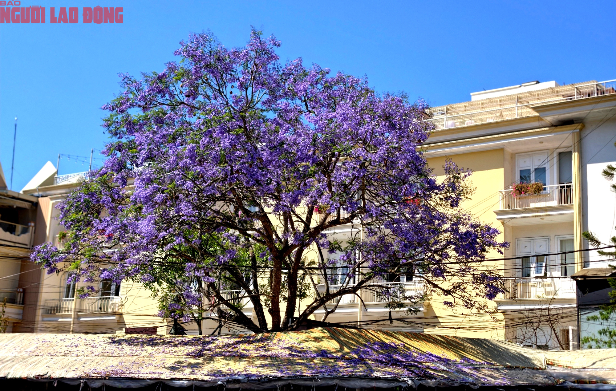 Phượng t&iacute;m bung nở, Đ&agrave; Lạt n&ecirc;n thơ hơn bất k&igrave; nơi n&agrave;o kh&aacute;c - Ảnh 5.