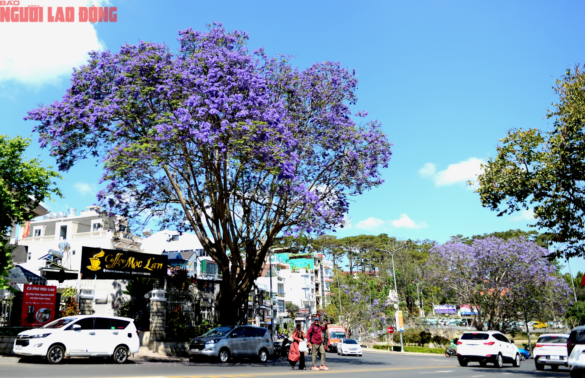 Phượng t&iacute;m bung nở, Đ&agrave; Lạt n&ecirc;n thơ hơn bất k&igrave; nơi n&agrave;o kh&aacute;c - Ảnh 6.