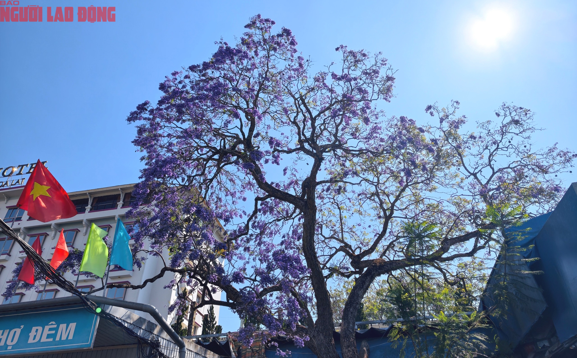 Phượng t&iacute;m bung nở, Đ&agrave; Lạt n&ecirc;n thơ hơn bất k&igrave; nơi n&agrave;o kh&aacute;c - Ảnh 7.