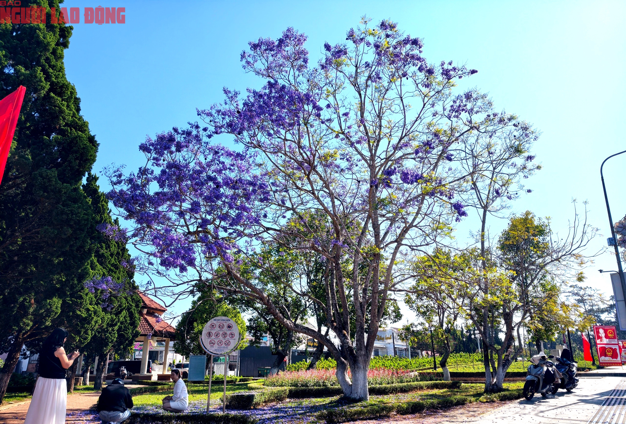 Phượng t&iacute;m bung nở, Đ&agrave; Lạt n&ecirc;n thơ hơn bất k&igrave; nơi n&agrave;o kh&aacute;c - Ảnh 9.