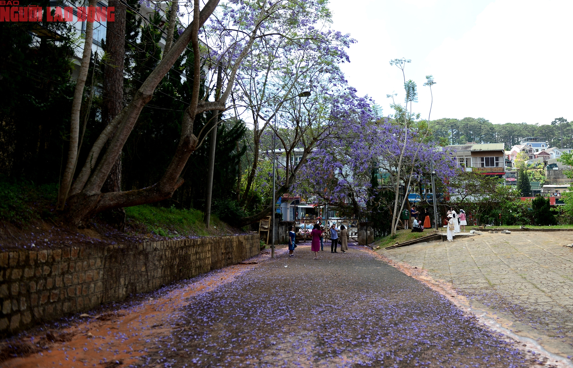 Phượng t&iacute;m bung nở, Đ&agrave; Lạt n&ecirc;n thơ hơn bất k&igrave; nơi n&agrave;o kh&aacute;c - Ảnh 10.