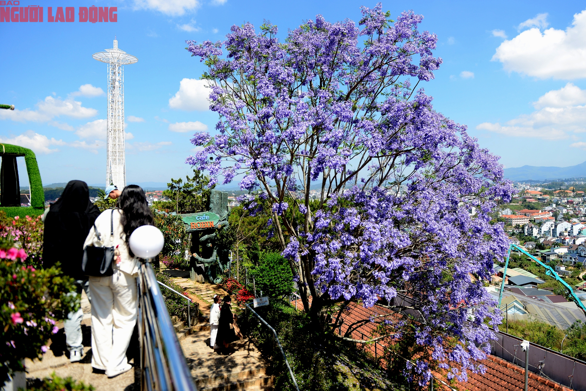 Phượng t&iacute;m bung nở, Đ&agrave; Lạt n&ecirc;n thơ hơn bất k&igrave; nơi n&agrave;o kh&aacute;c - Ảnh 11.