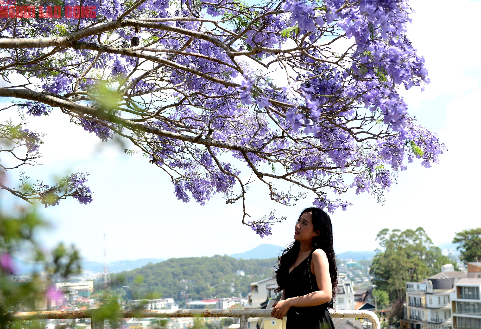 Phượng t&iacute;m bung nở, Đ&agrave; Lạt n&ecirc;n thơ hơn bất k&igrave; nơi n&agrave;o kh&aacute;c - Ảnh 12.