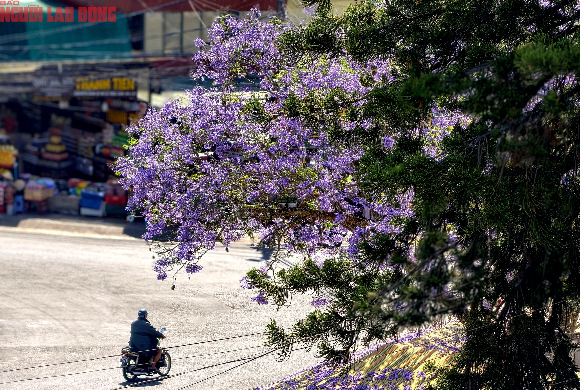 Phượng t&iacute;m bung nở, Đ&agrave; Lạt n&ecirc;n thơ hơn bất k&igrave; nơi n&agrave;o kh&aacute;c - Ảnh 14.