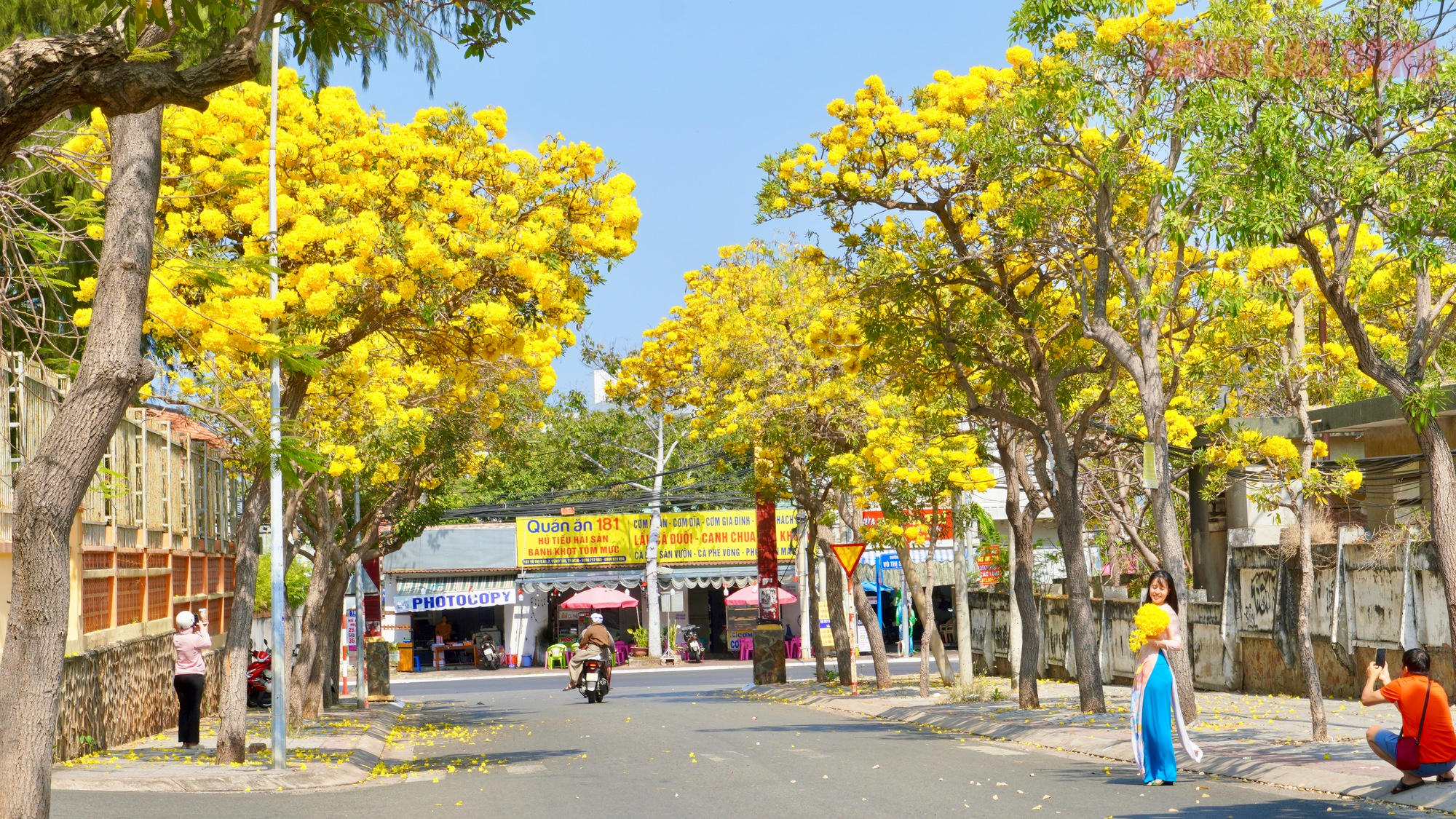 Vũng T&agrave;u "nhuộm v&agrave;ng" m&ugrave;a hoa phong linh, du kh&aacute;ch rộn r&agrave;ng check-in - Ảnh 1.