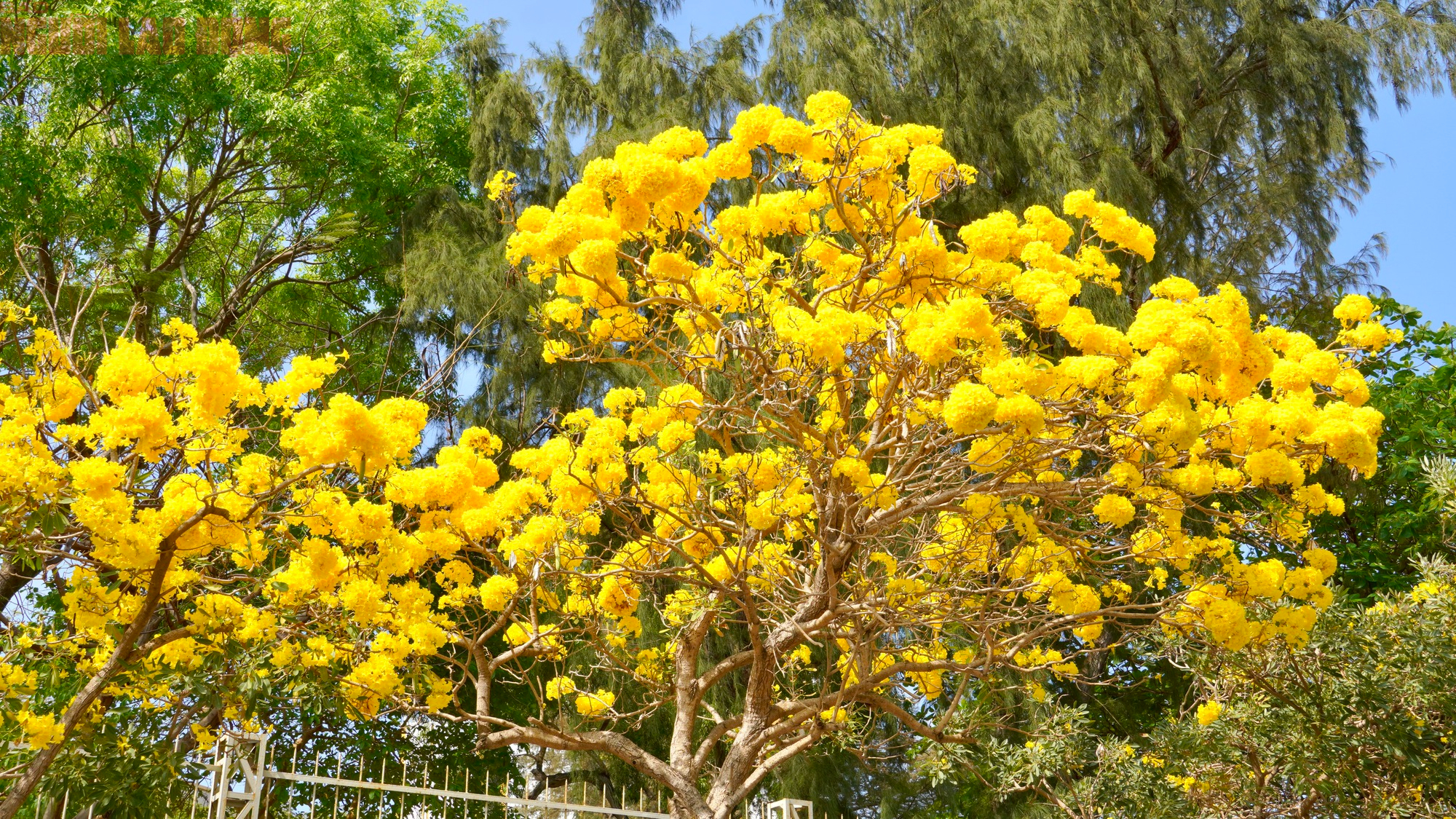 Vũng T&agrave;u "nhuộm v&agrave;ng" m&ugrave;a hoa phong linh, du kh&aacute;ch rộn r&agrave;ng check-in - Ảnh 2.
