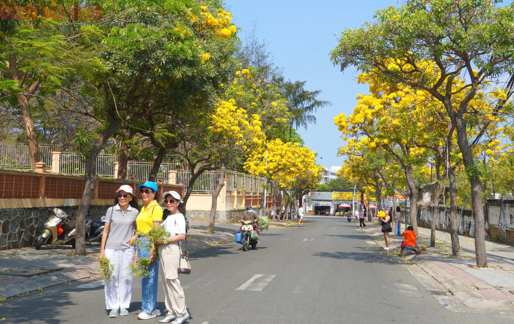 Vũng T&agrave;u "nhuộm v&agrave;ng" m&ugrave;a hoa phong linh, du kh&aacute;ch rộn r&agrave;ng check-in - Ảnh 3.