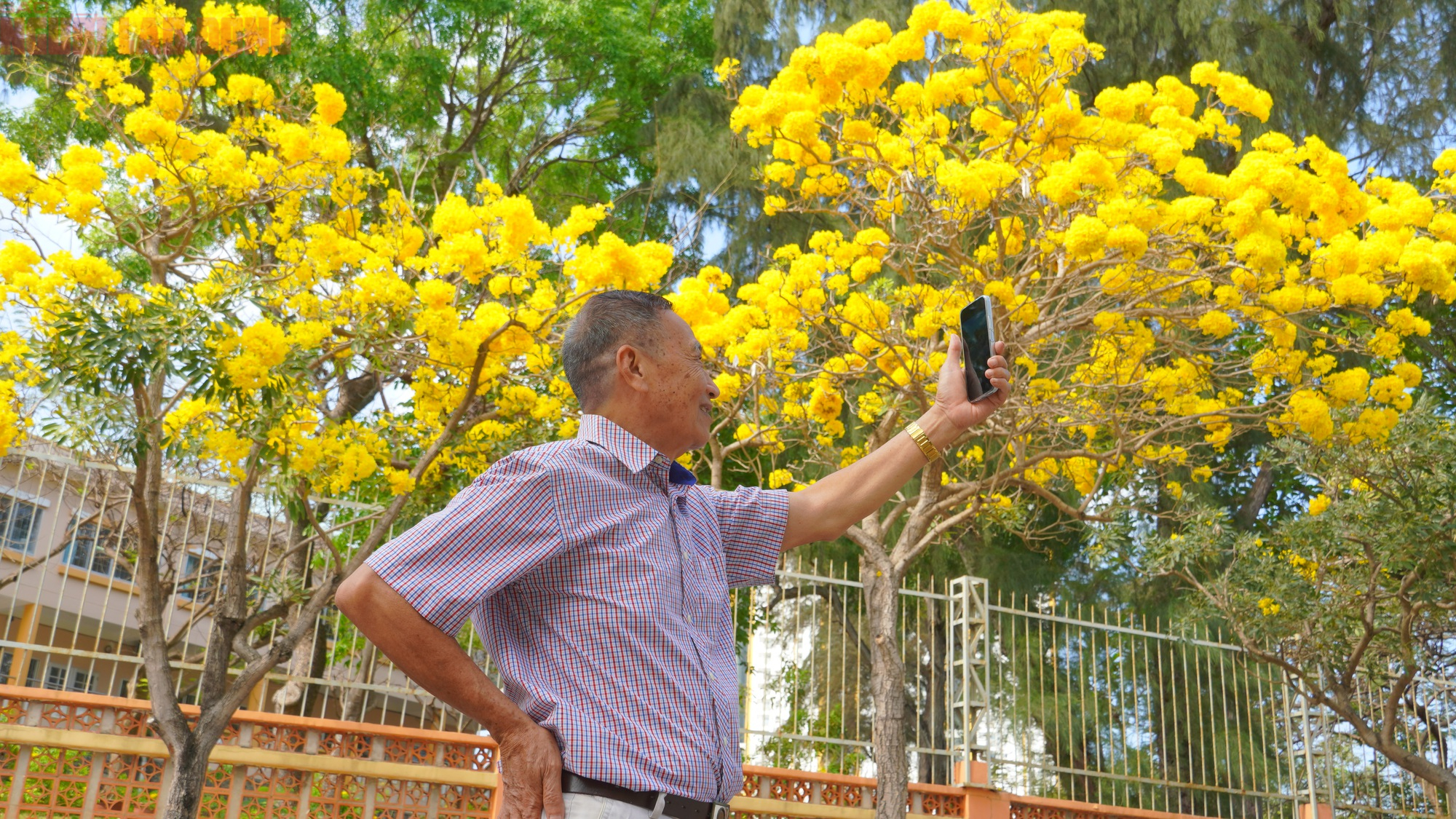 Vũng T&agrave;u "nhuộm v&agrave;ng" m&ugrave;a hoa phong linh, du kh&aacute;ch rộn r&agrave;ng check-in - Ảnh 4.