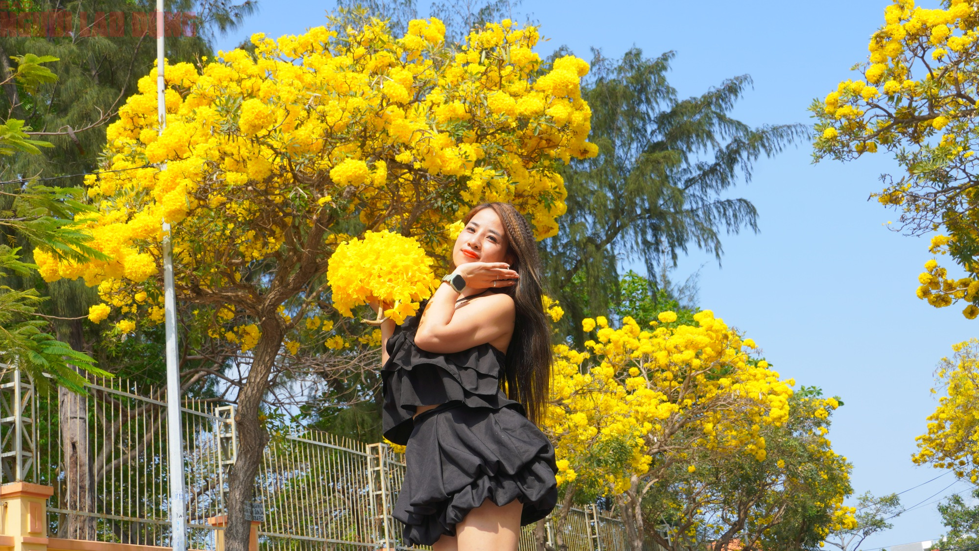 Vũng T&agrave;u "nhuộm v&agrave;ng" m&ugrave;a hoa phong linh, du kh&aacute;ch rộn r&agrave;ng check-in - Ảnh 5.