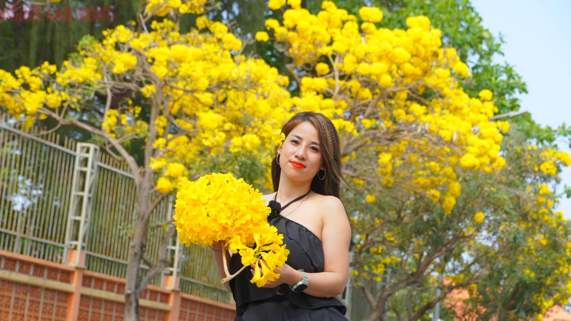 Vũng T&agrave;u "nhuộm v&agrave;ng" m&ugrave;a hoa phong linh, du kh&aacute;ch rộn r&agrave;ng check-in - Ảnh 6.