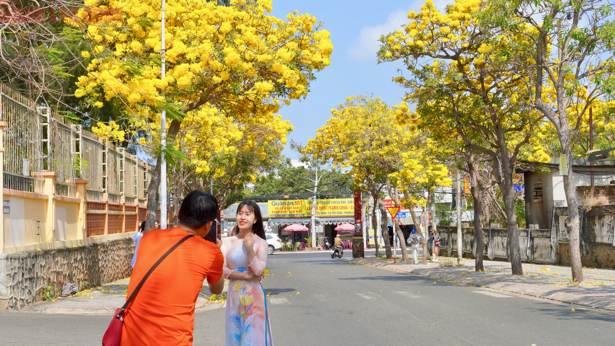 Vũng T&agrave;u "nhuộm v&agrave;ng" m&ugrave;a hoa phong linh, du kh&aacute;ch rộn r&agrave;ng check-in - Ảnh 7.