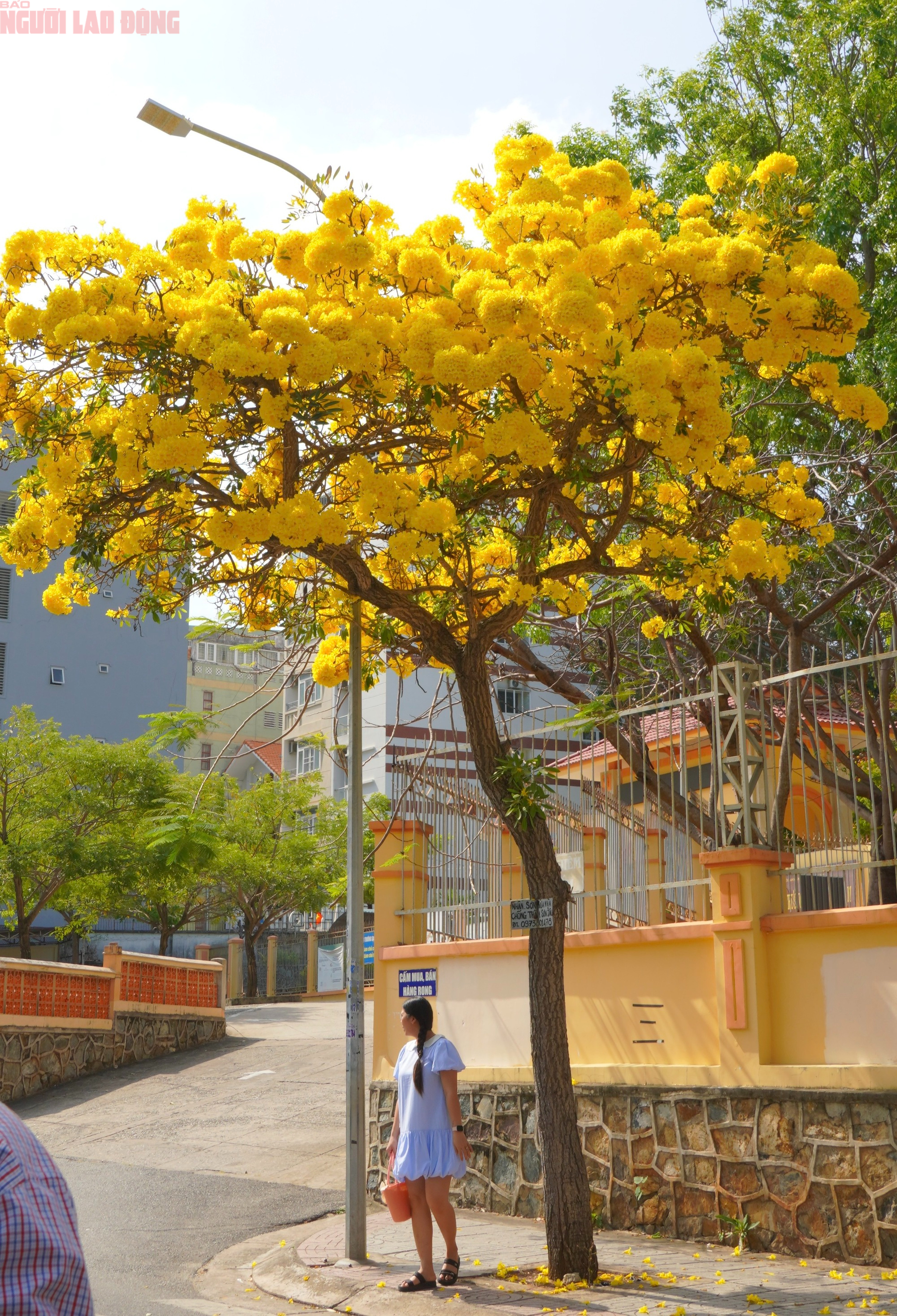 Vũng T&agrave;u "nhuộm v&agrave;ng" m&ugrave;a hoa phong linh, du kh&aacute;ch rộn r&agrave;ng check-in - Ảnh 8.