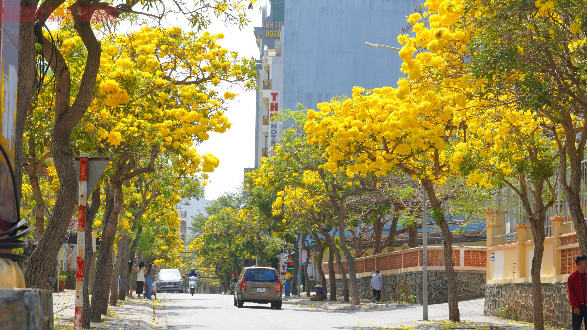 Vũng T&agrave;u "nhuộm v&agrave;ng" m&ugrave;a hoa phong linh, du kh&aacute;ch rộn r&agrave;ng check-in - Ảnh 9.