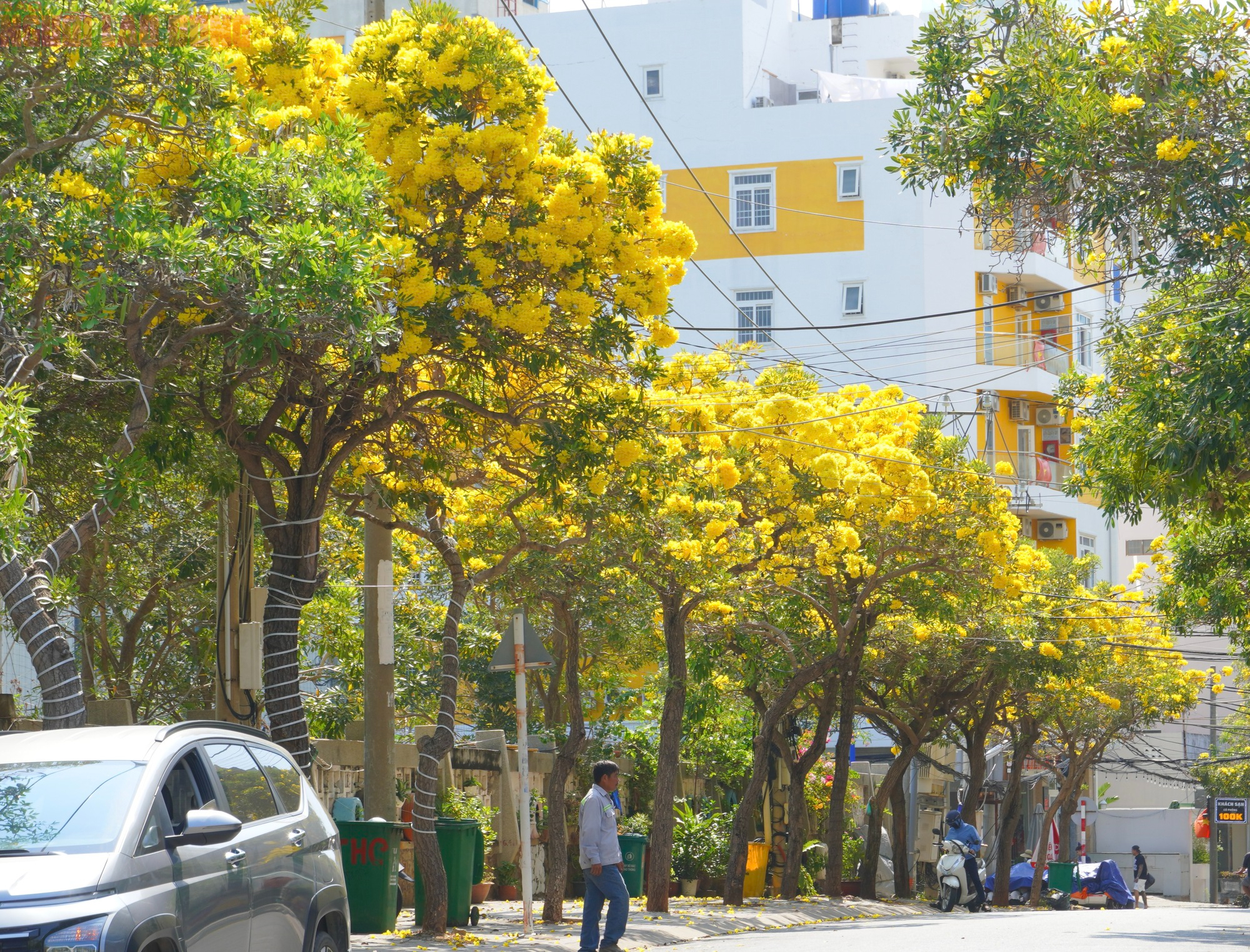Vũng T&agrave;u "nhuộm v&agrave;ng" m&ugrave;a hoa phong linh, du kh&aacute;ch rộn r&agrave;ng check-in - Ảnh 10.