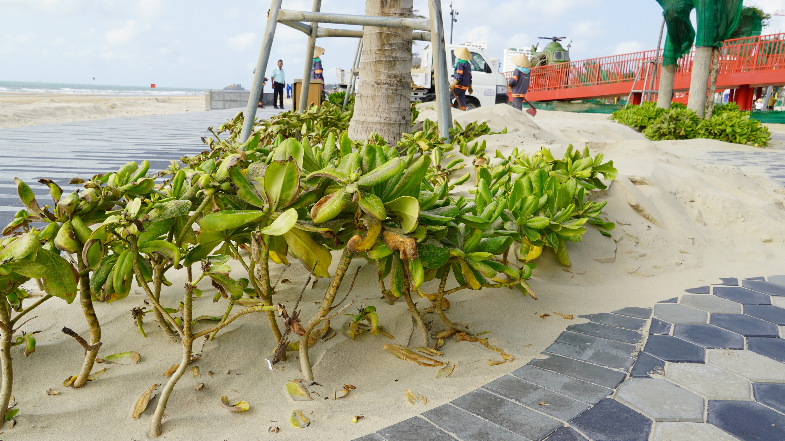 Giải pháp xử lý cát bay tại công viên Bãi sau Vũng Tàu năm 2026 - Ảnh 6.