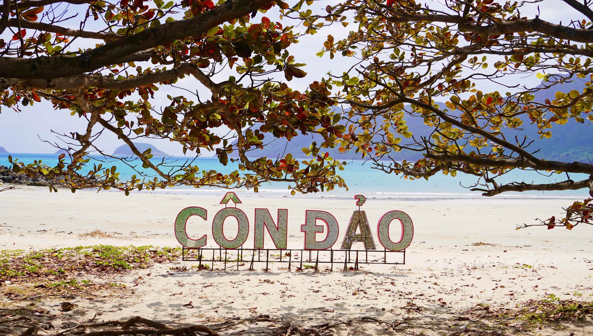 C&ocirc;n Đảo bước v&agrave;o "m&ugrave;a đẹp nhất năm" - Ảnh 1.