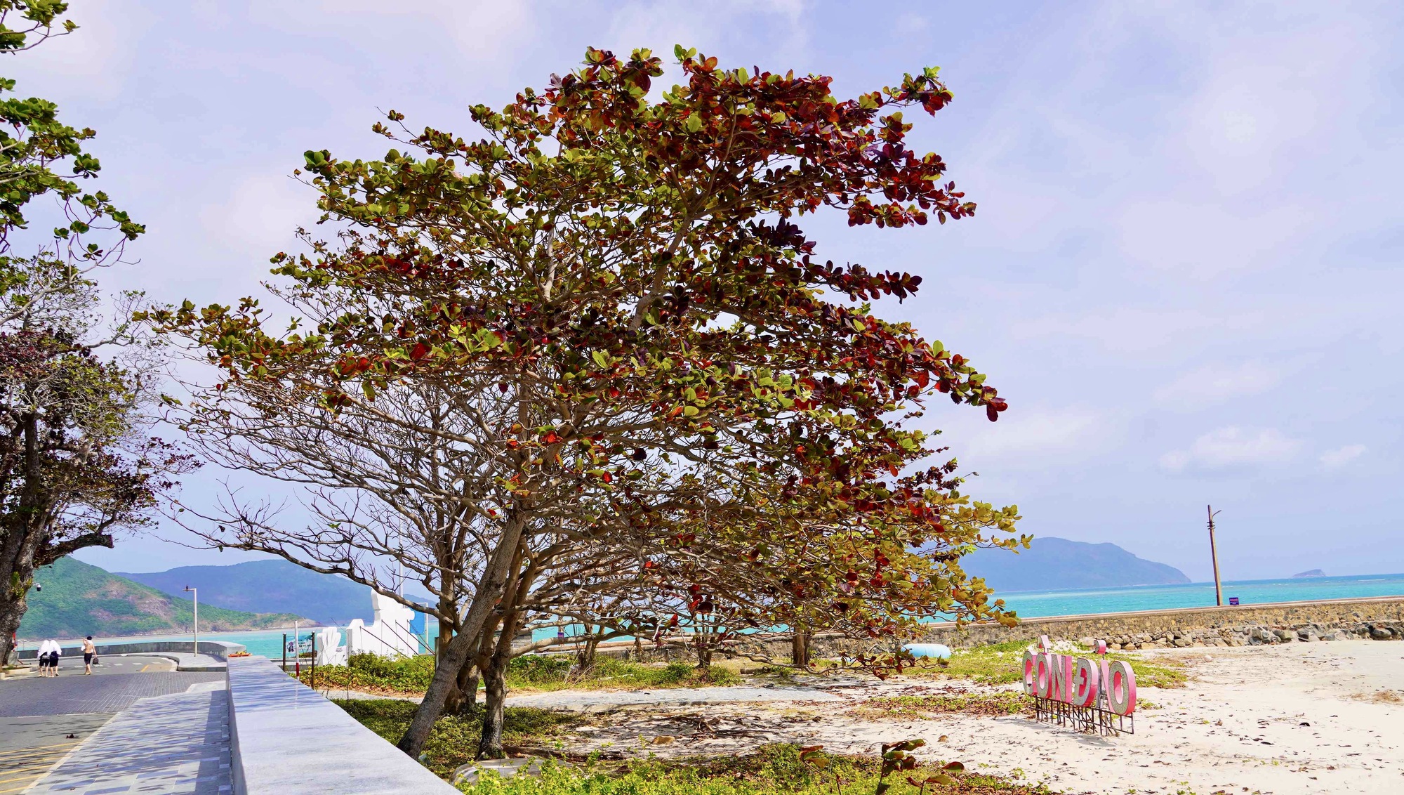 C&ocirc;n Đảo bước v&agrave;o "m&ugrave;a đẹp nhất năm" - Ảnh 3.