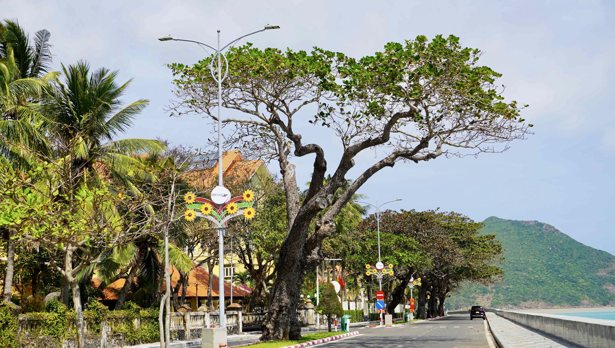 C&ocirc;n Đảo bước v&agrave;o "m&ugrave;a đẹp nhất năm" - Ảnh 10.