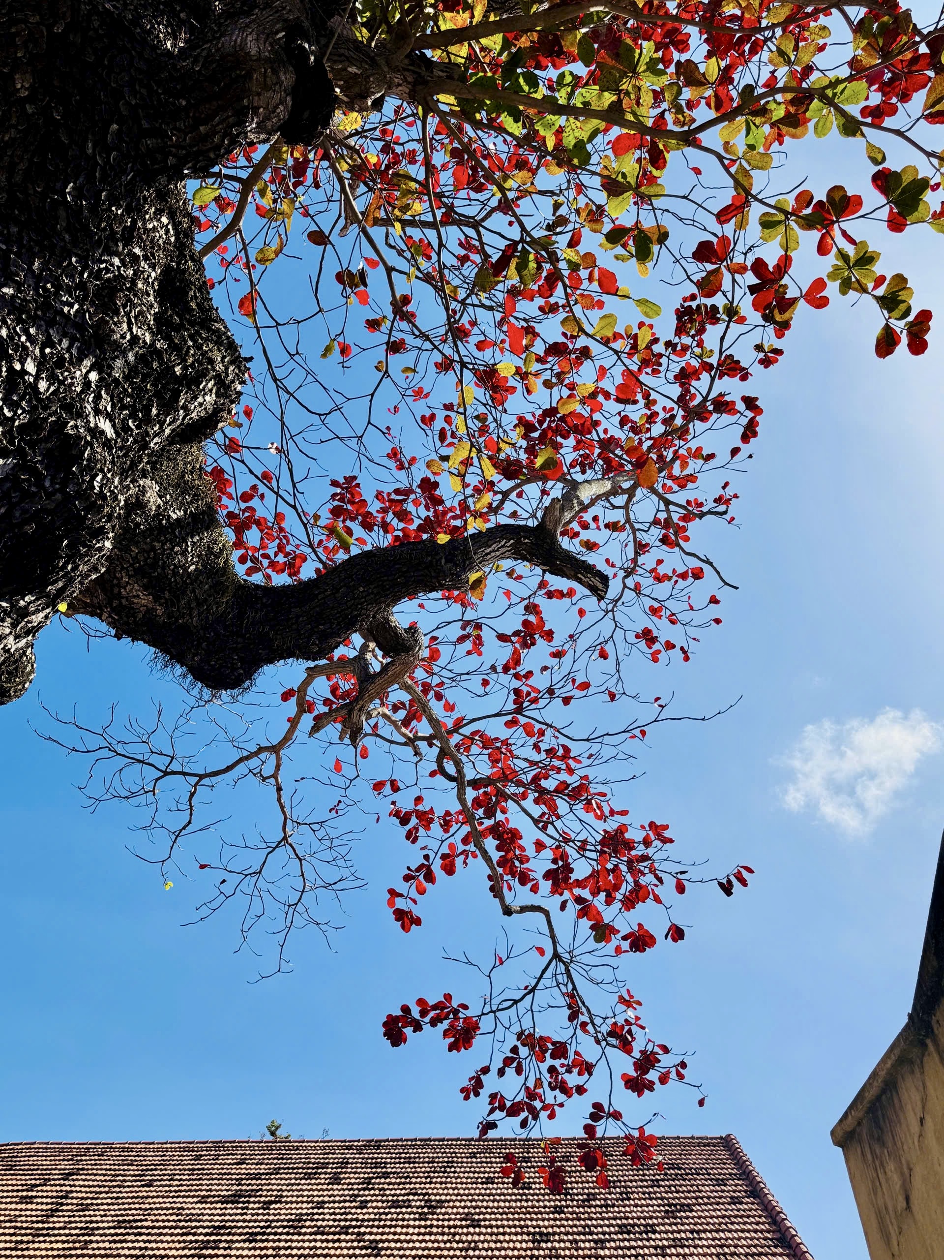 C&ocirc;n Đảo bước v&agrave;o "m&ugrave;a đẹp nhất năm" - Ảnh 4.