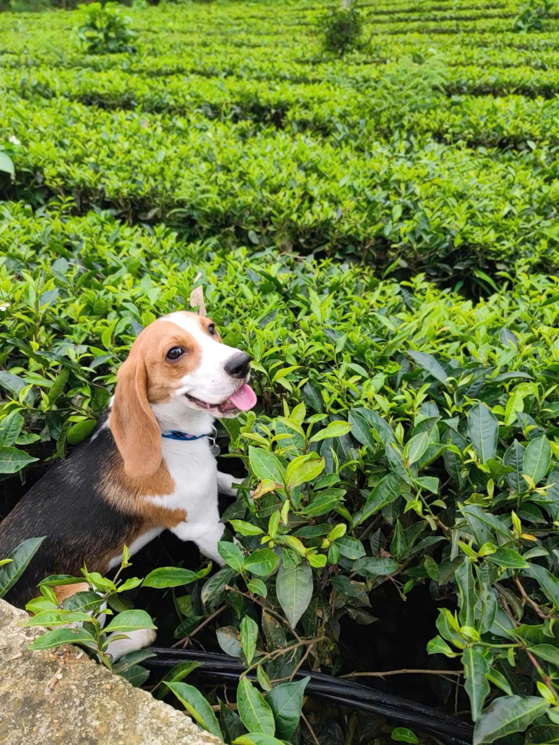 Giữa lòng châu Âu… - Ảnh 1.