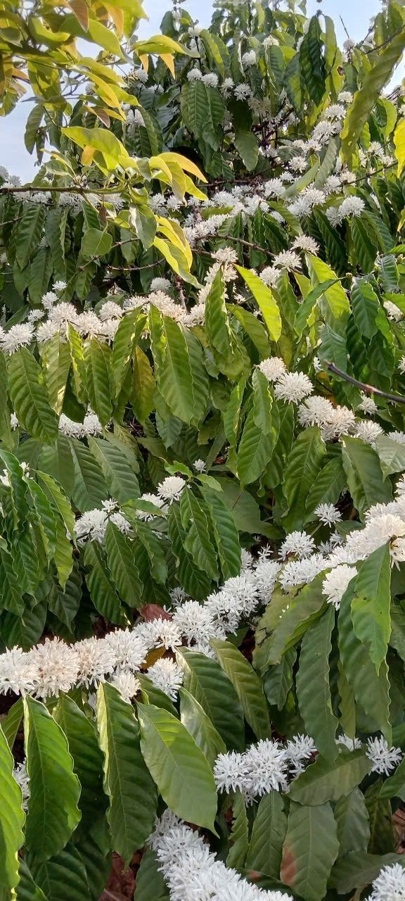 Hương cà phê trong tôi - Ảnh 1.