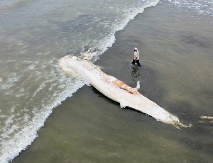 Xác cá voi dài gần 10 m dạt vào bờ biển  - Ảnh 1.