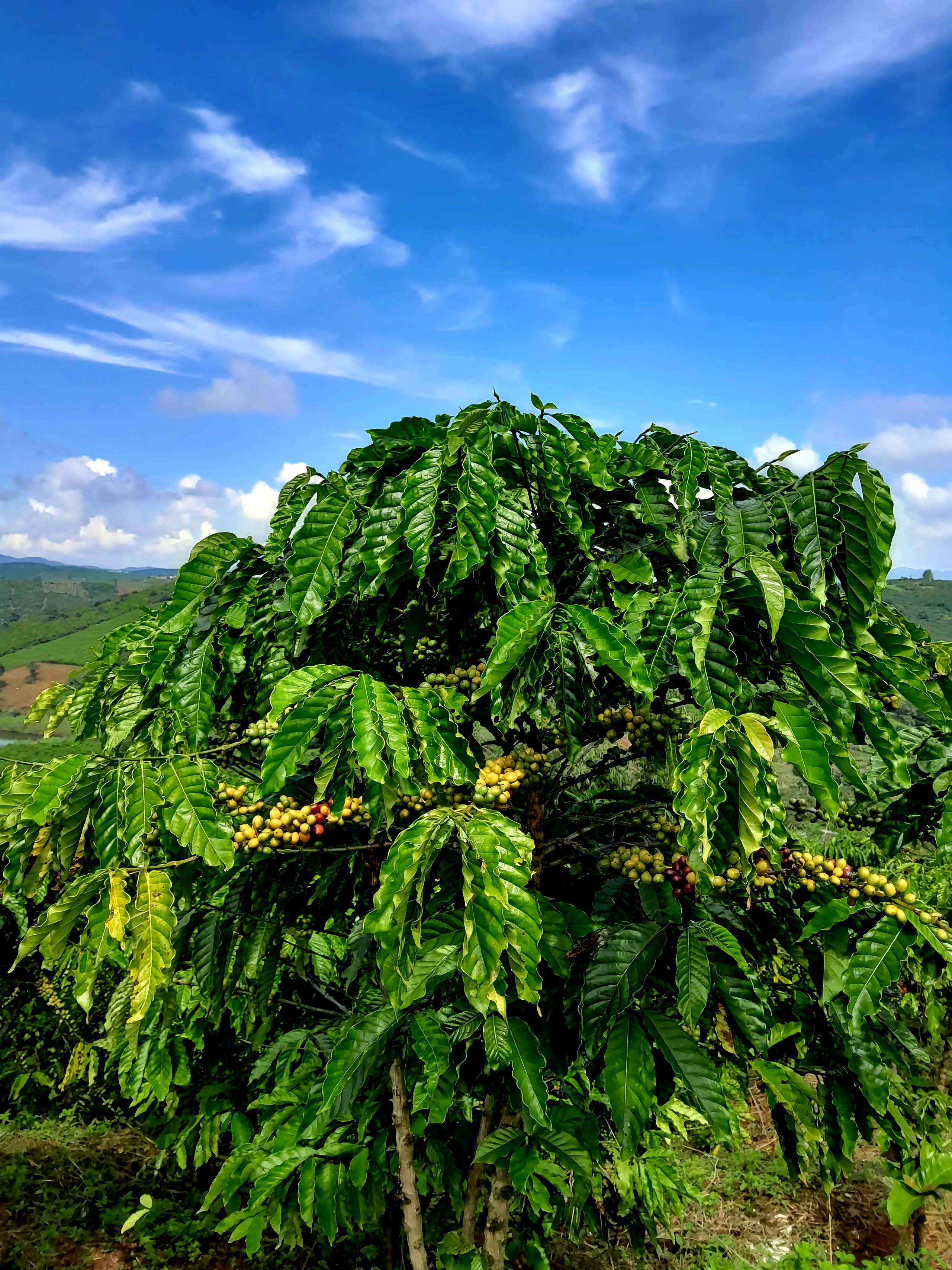 Cà phê Việt: Chẳng cần phải giống ai - Ảnh 3.