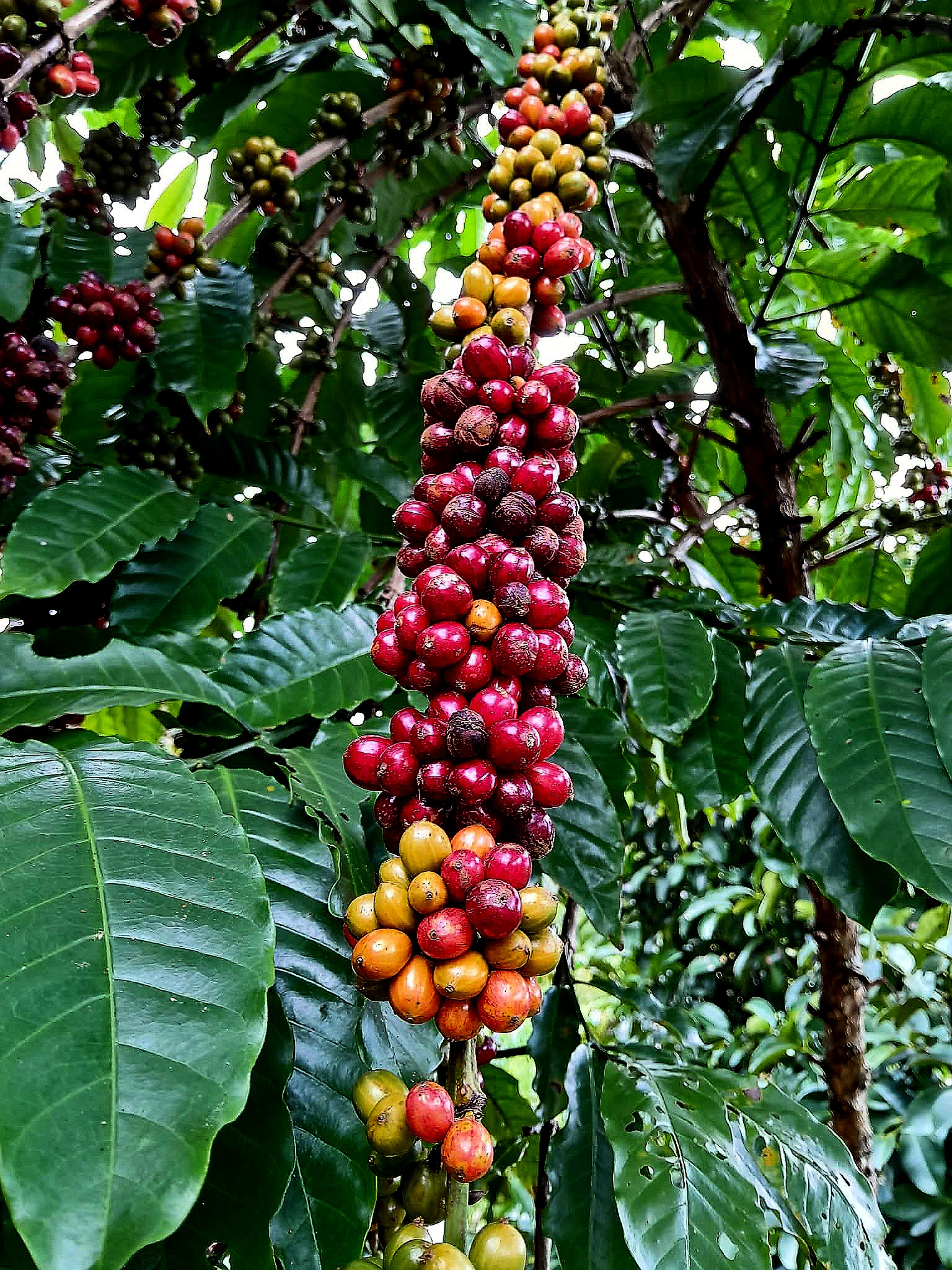 Cà phê Việt: Chẳng cần phải giống ai - Ảnh 4.