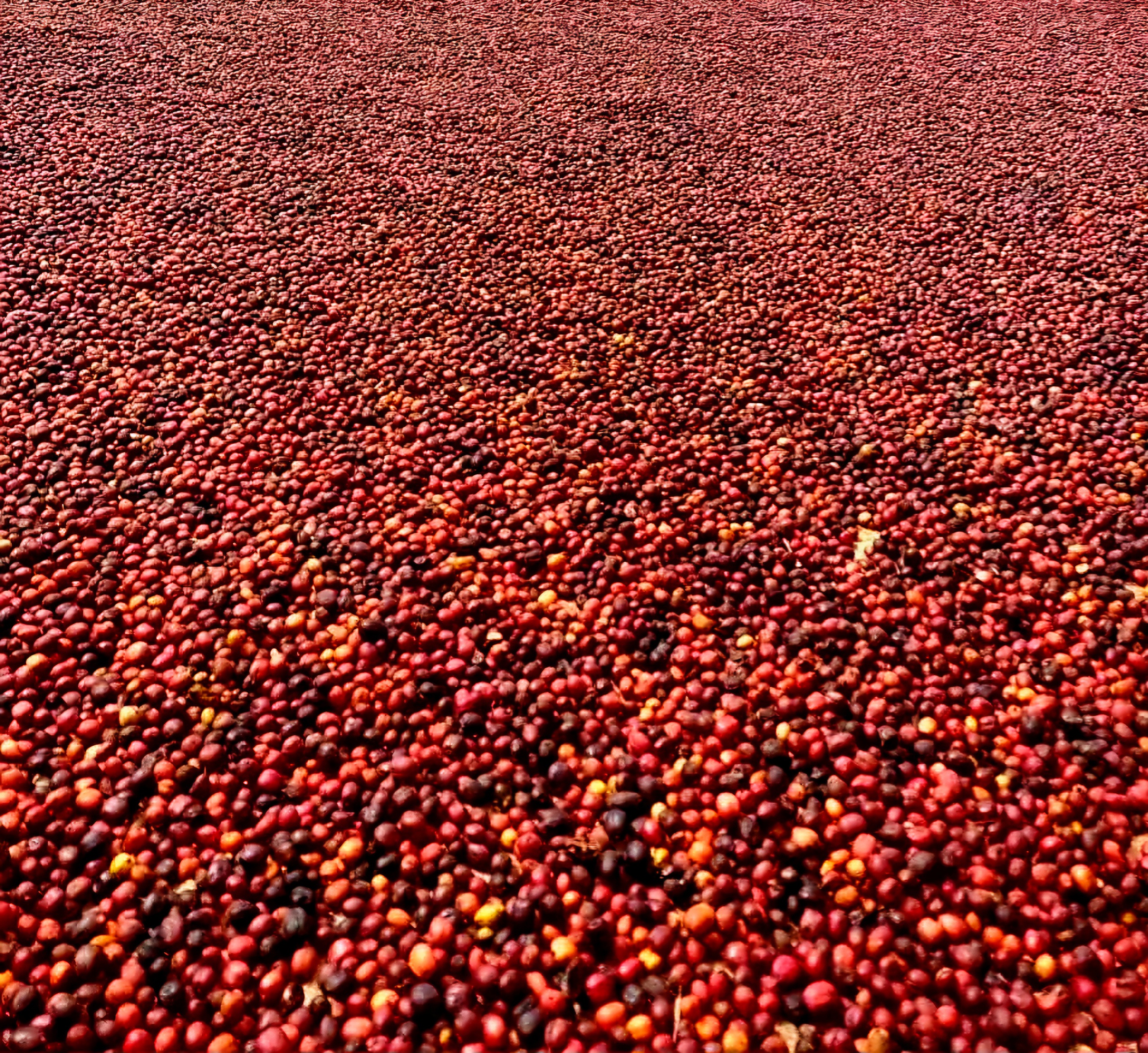 Cà phê Việt: Chẳng cần phải giống ai - Ảnh 5.