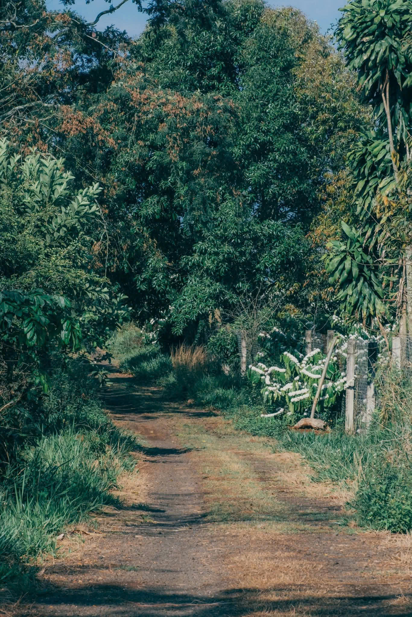 Ly đen kh&ocirc;ng đ&aacute; k&eacute;o t&ocirc;i về với những th&oacute;i quen - Ảnh 3.