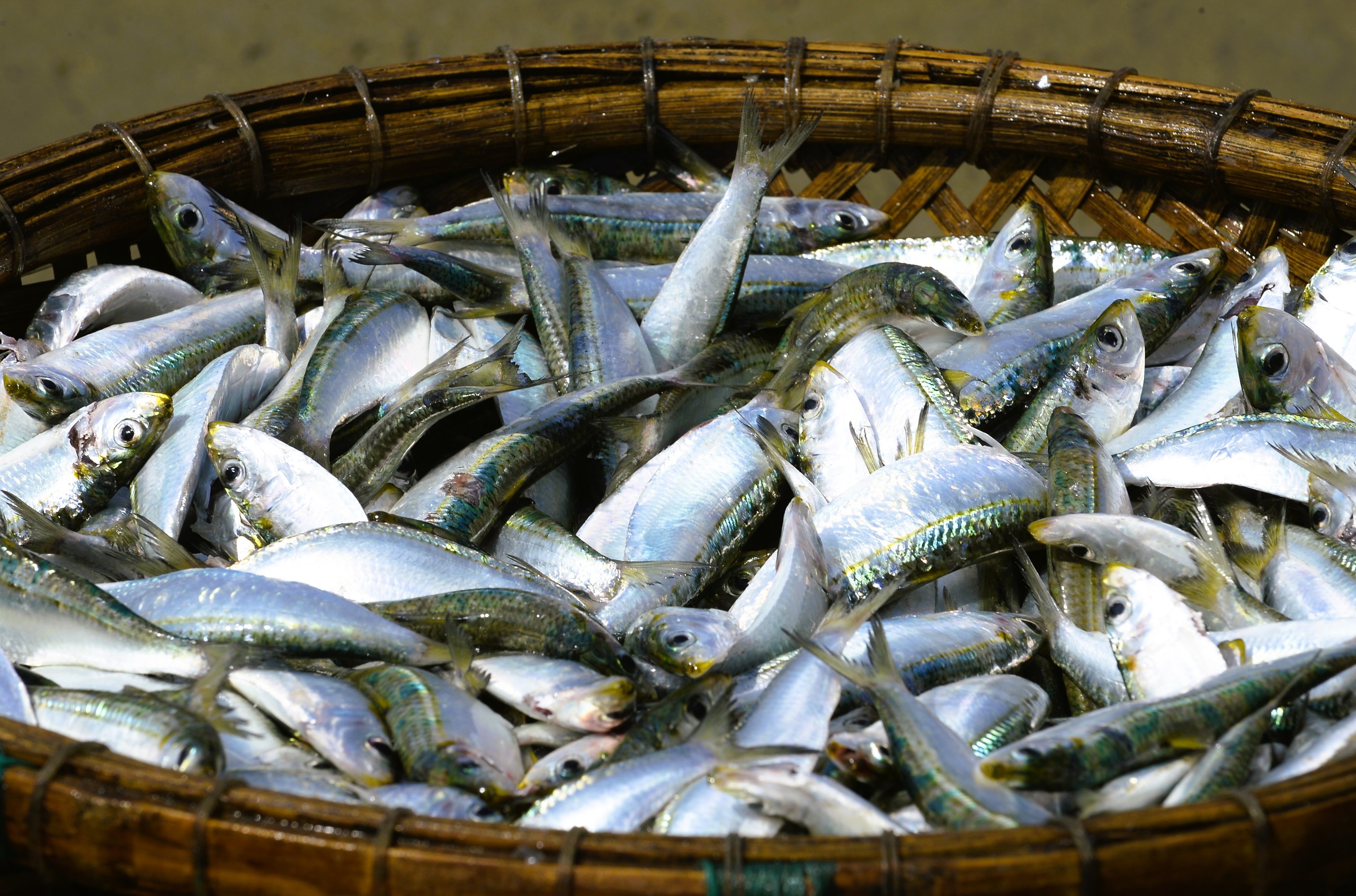 Ngư d&acirc;n Thanh H&oacute;a kiếm tiền triệu mỗi ng&agrave;y m&ugrave;a c&aacute; tr&iacute;ch - Ảnh 6.