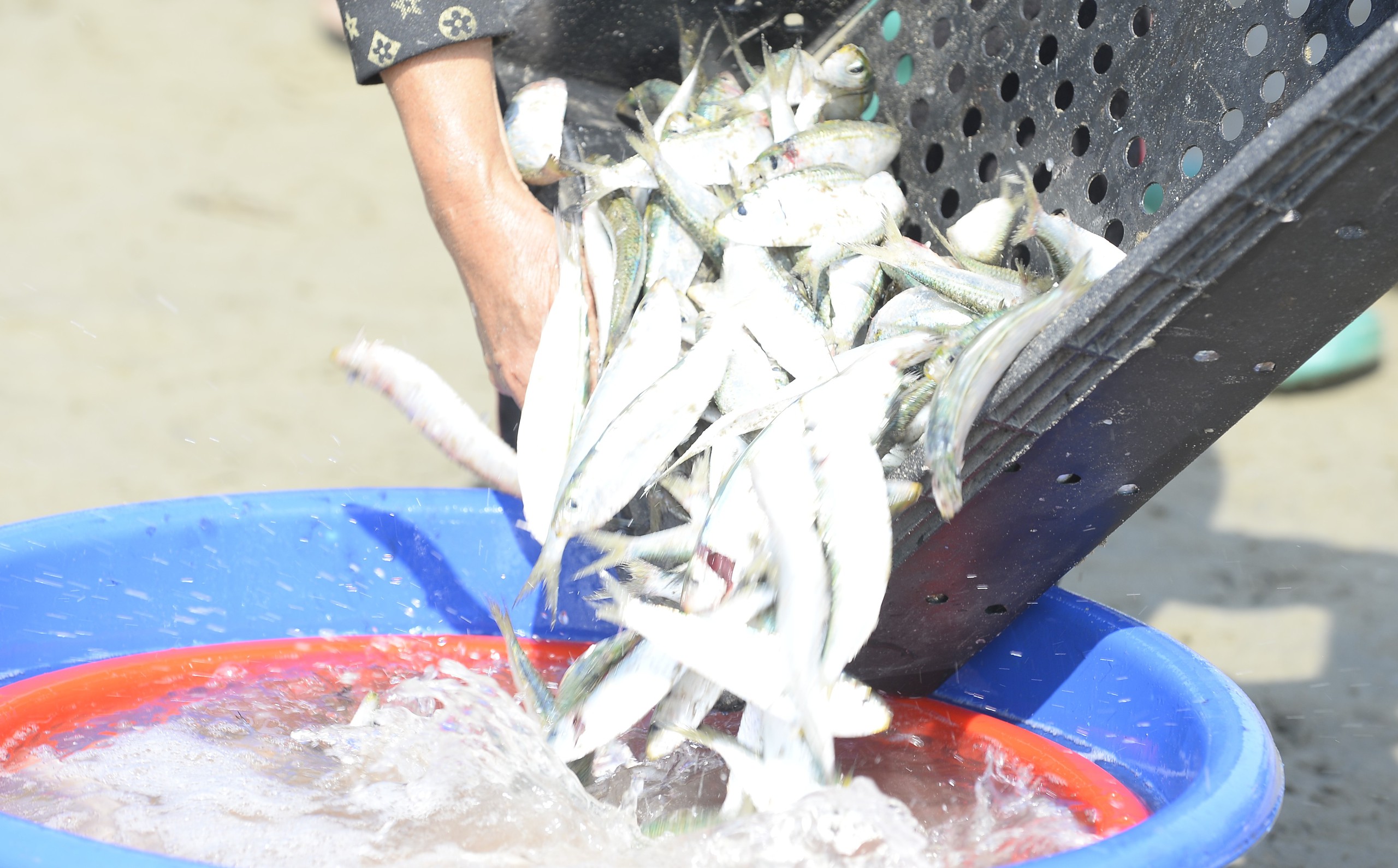 Ngư d&acirc;n Thanh H&oacute;a kiếm tiền triệu mỗi ng&agrave;y m&ugrave;a c&aacute; tr&iacute;ch - Ảnh 8.