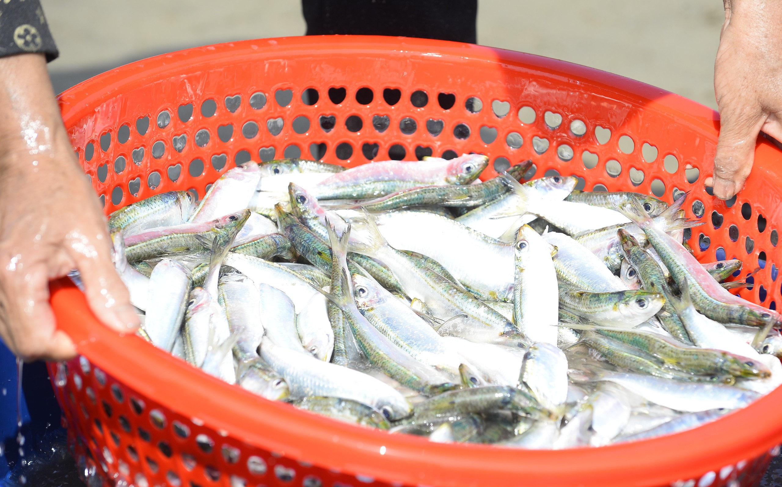 Ngư d&acirc;n Thanh H&oacute;a kiếm tiền triệu mỗi ng&agrave;y m&ugrave;a c&aacute; tr&iacute;ch - Ảnh 9.