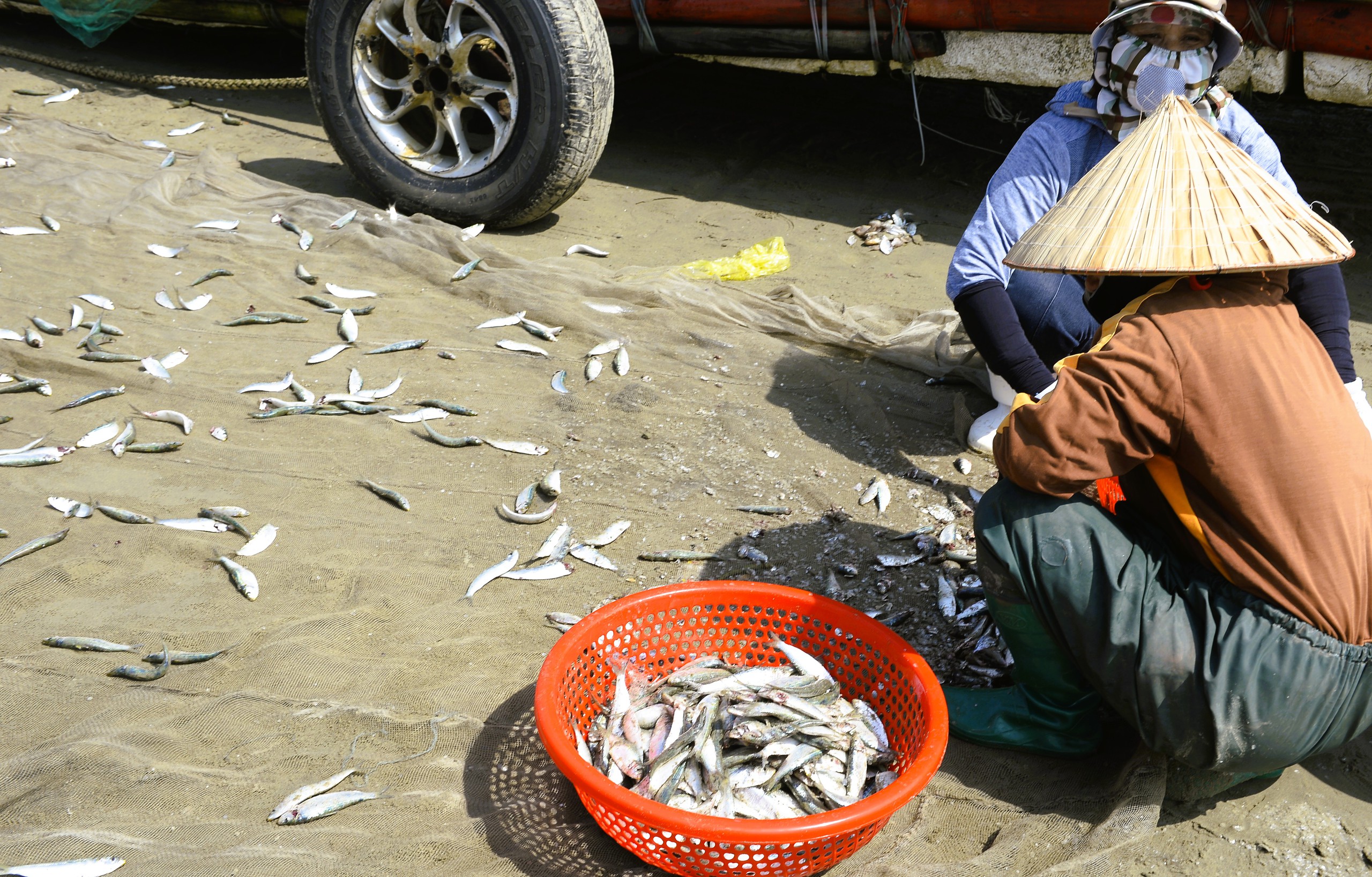 Ngư d&acirc;n Thanh H&oacute;a kiếm tiền triệu mỗi ng&agrave;y m&ugrave;a c&aacute; tr&iacute;ch - Ảnh 5.