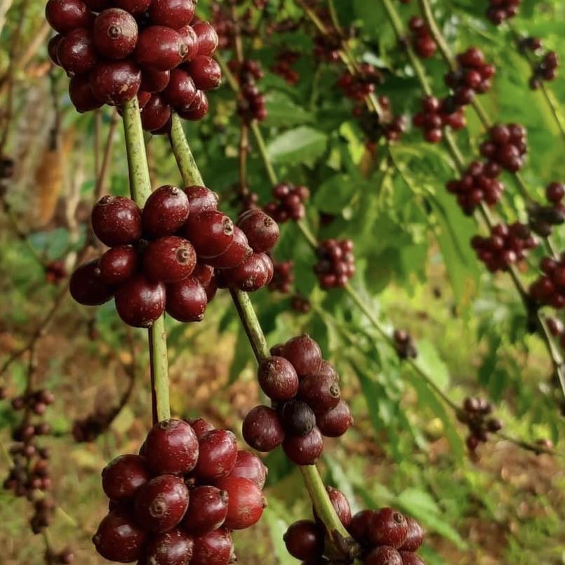 V&agrave;ng đen nơi qu&ecirc; ngoại - Ảnh 3.