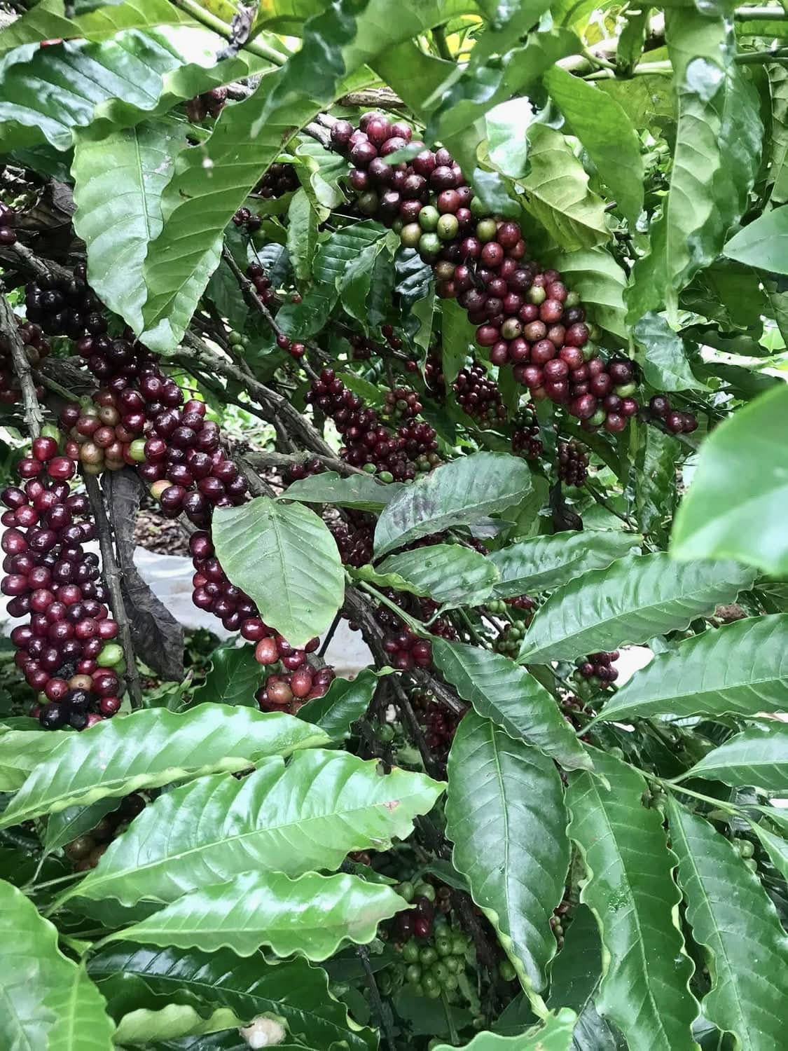 V&agrave;ng đen nơi qu&ecirc; ngoại - Ảnh 4.