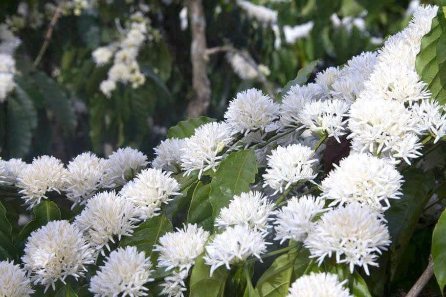 V&agrave;ng đen nơi qu&ecirc; ngoại - Ảnh 1.