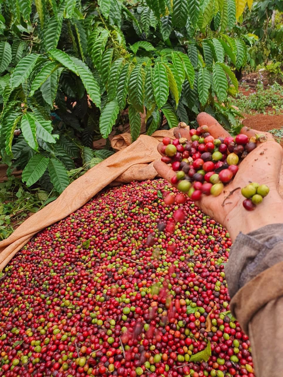 V&agrave;ng đen nơi qu&ecirc; ngoại - Ảnh 5.