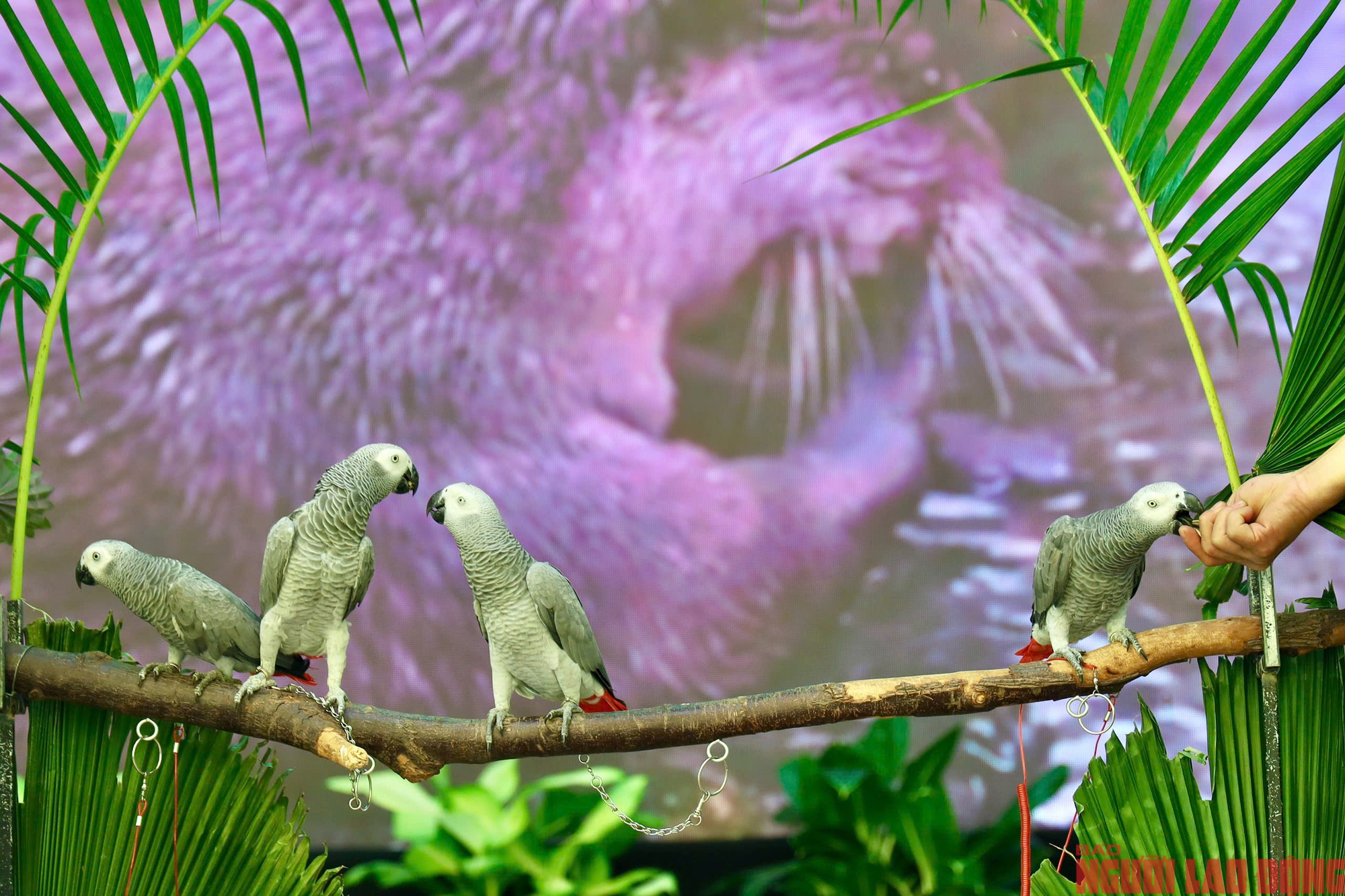 Thảo Cầm Viên đón sinh nhật 162 năm tuổi - Ảnh 4.