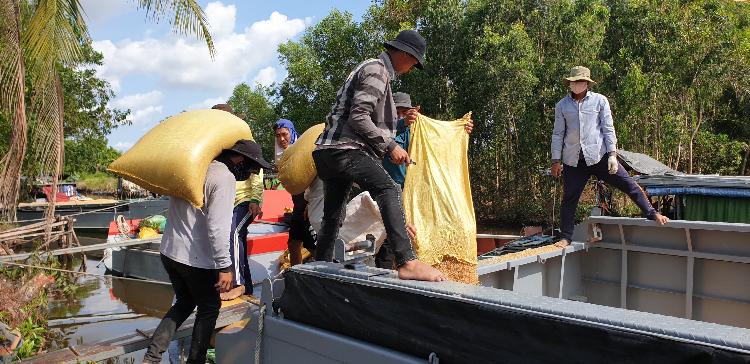 Ổn định thị trường lúa gạo - Ảnh 2.