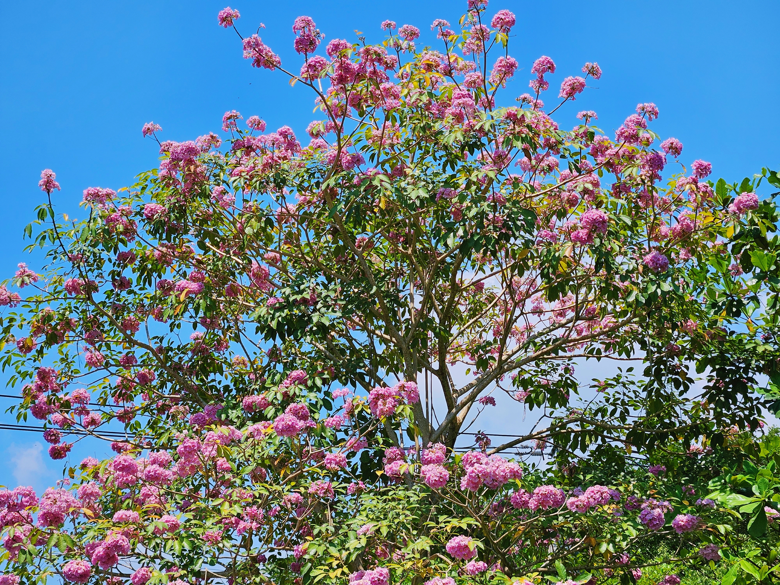 Một tuyến đường đang "đốn tim" giới trẻ TPHCM - Ảnh 19.