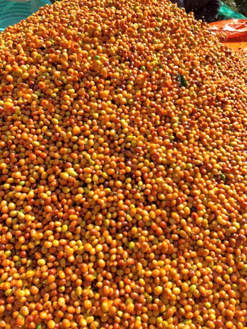 C&agrave; ph&ecirc; Cầu Đất: Sự kết tinh từ đất l&agrave;nh - Ảnh 3.