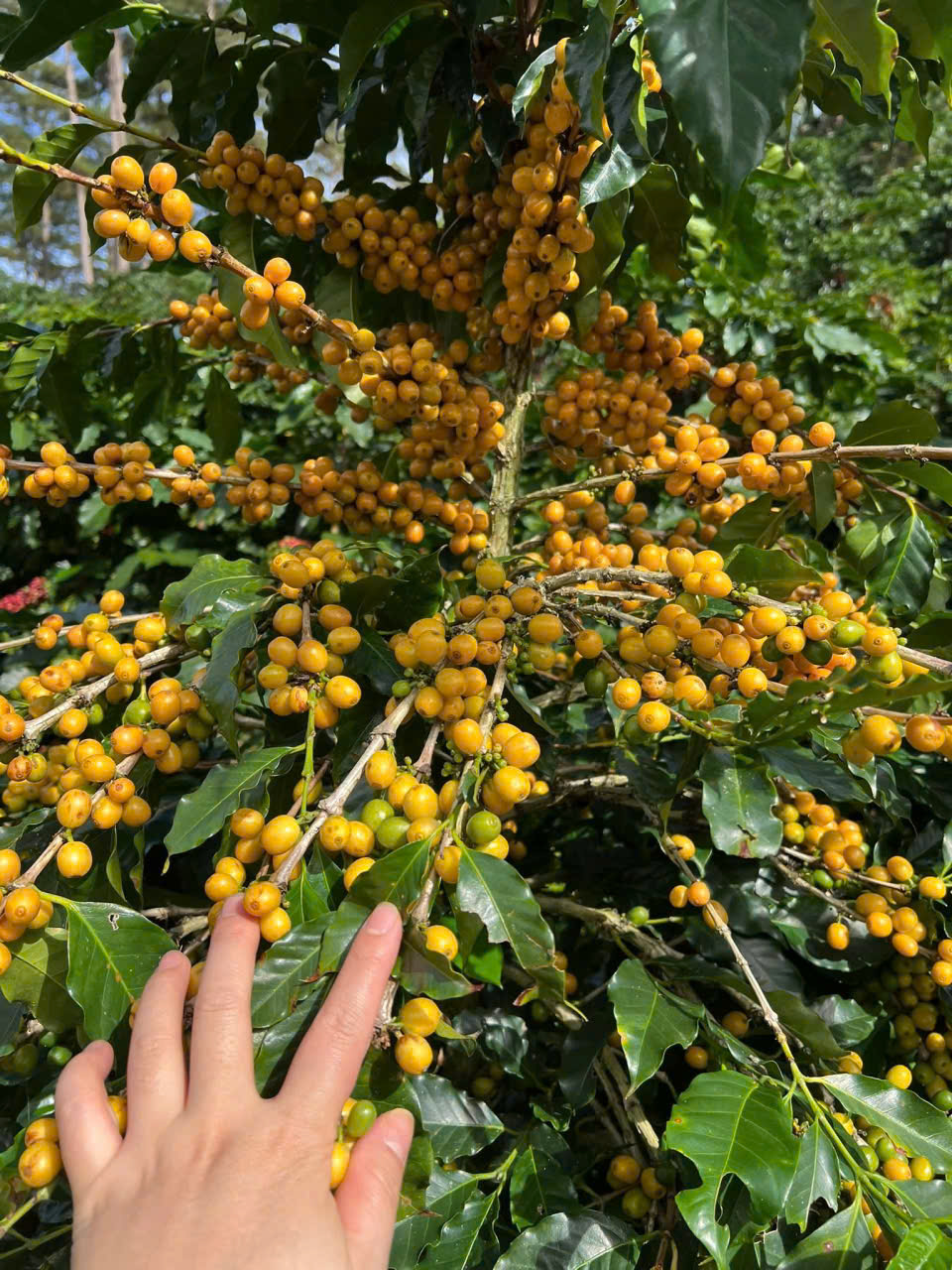 C&agrave; ph&ecirc; Cầu Đất: Sự kết tinh từ đất l&agrave;nh - Ảnh 2.