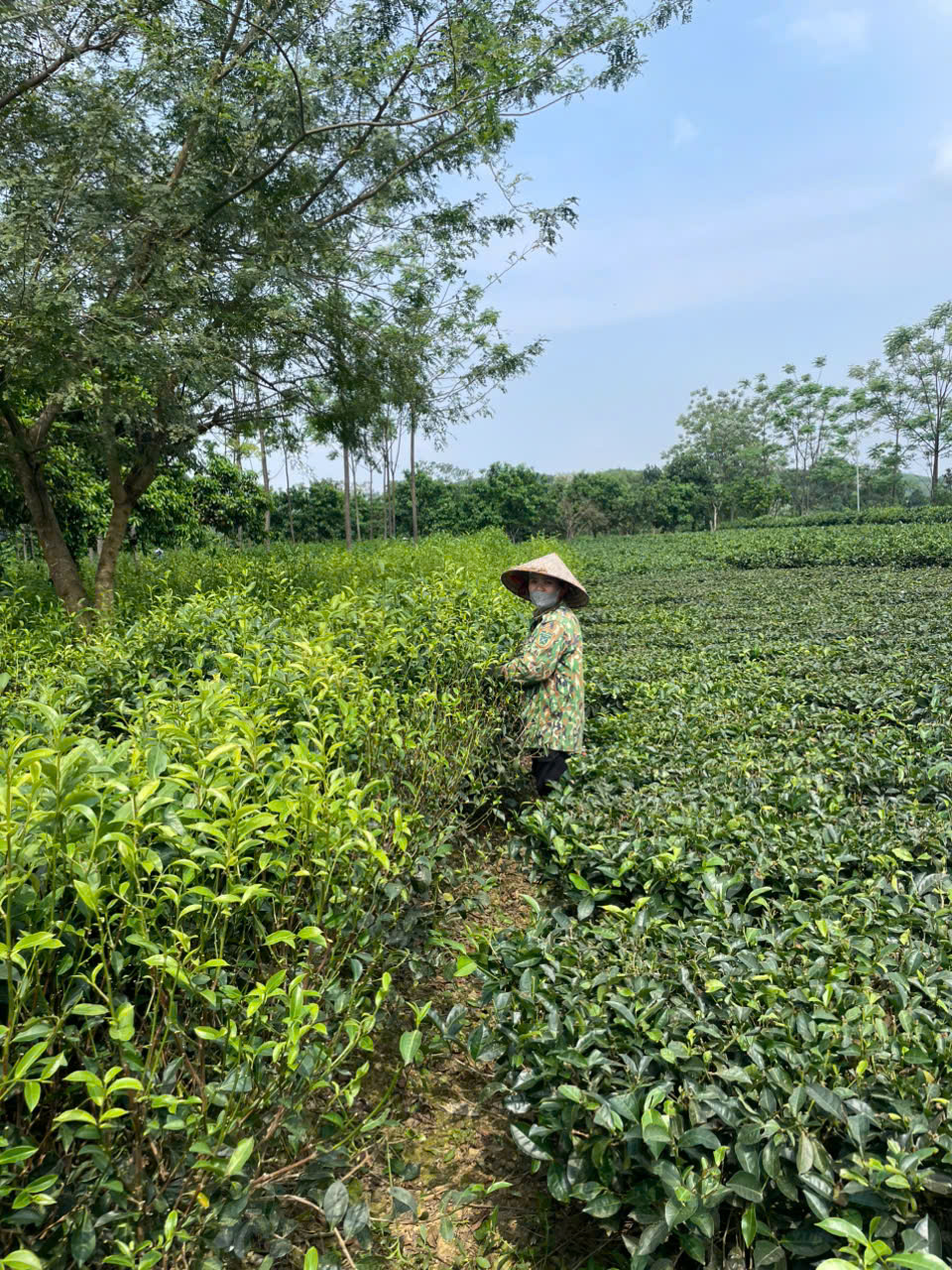 Lan man&hellip; tr&agrave; Việt - Ảnh 3.