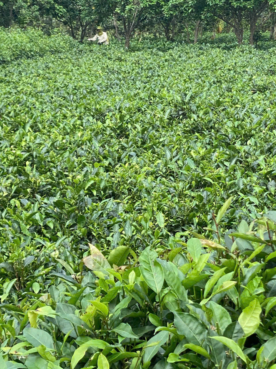 Lan man&hellip; tr&agrave; Việt - Ảnh 1.