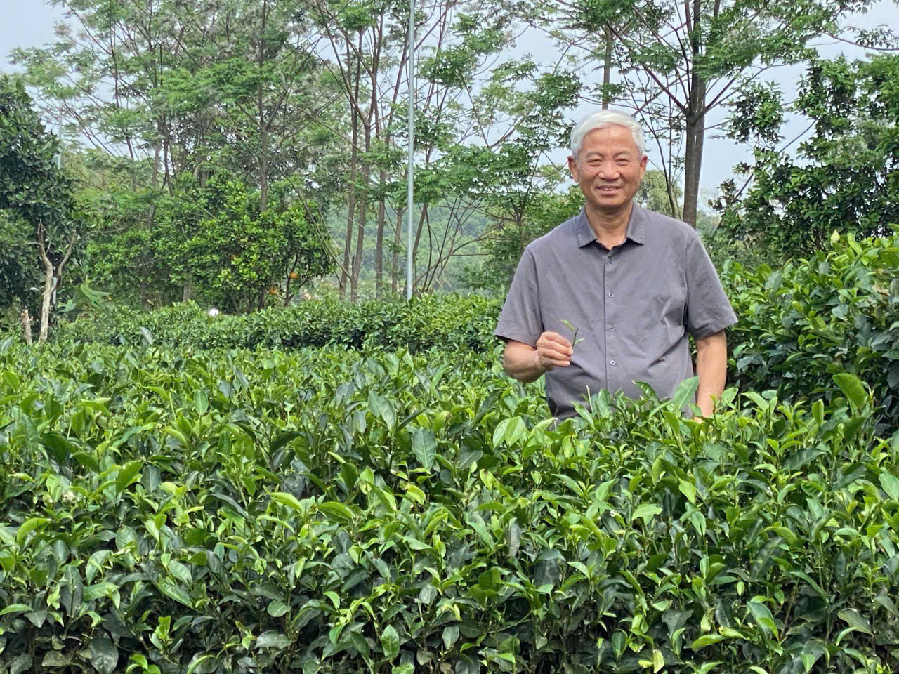 Lan man&hellip; tr&agrave; Việt - Ảnh 2.