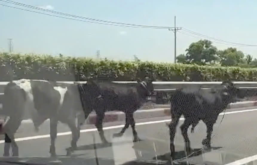 4 Con bò đi lạc vào cao tốc TPHCM - Long Thành gây xôn xao - Ảnh 1. 4 Con bò đi lạc vào cao tốc TPHCM - Long Thành gây xôn xao - Ảnh 1.