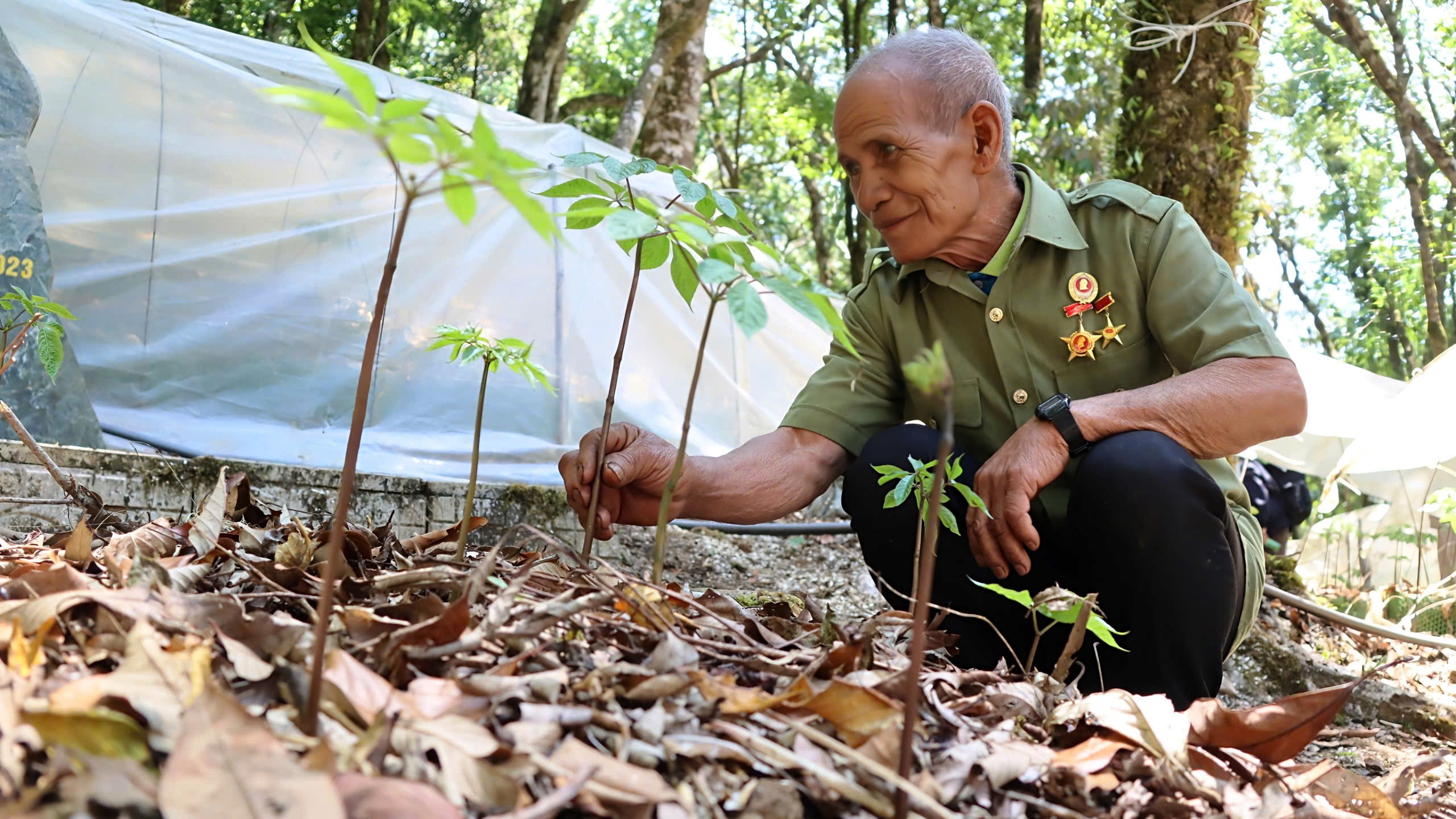 Mùa sâm Ngọc Linh 