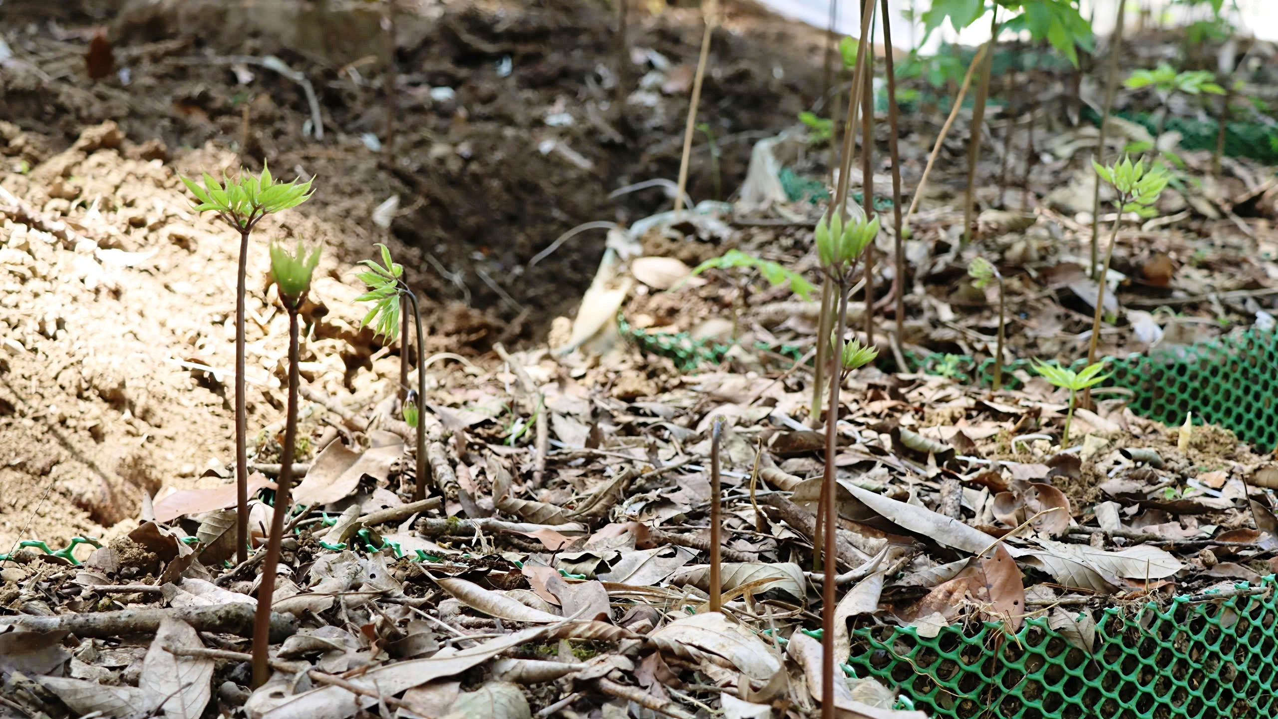 Mùa sâm Ngọc Linh 